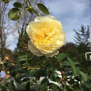 Meet your Posher, Anne